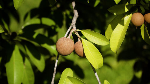 Tropical fruit sapodilla on tree branch. tropical plant sapodilla with brown fruits and green leaves
