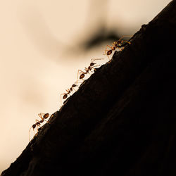 Close-up of ant perching on a tree