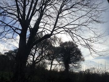 Silhouette of bare trees against sky