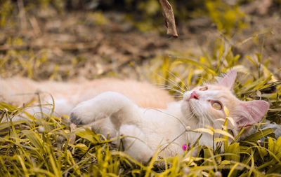 View of a cat relaxing on field