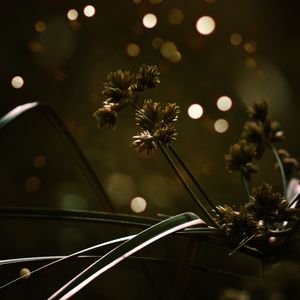 Close-up of flowering plant at night