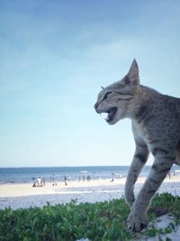 Scenic view of beach against sky