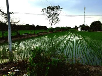 Scenic view of grassy field against sky