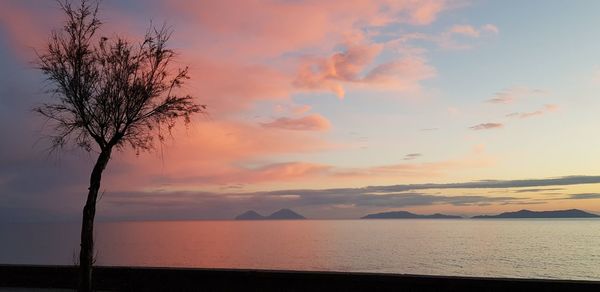 Silhouette tree by sea against sky during sunset