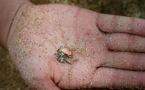 Close-up of crab on sand