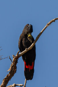 Low angle view of bird perching on branch against sky