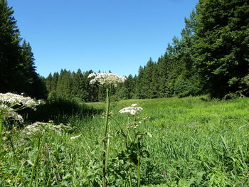 Plants growing on field against clear sky