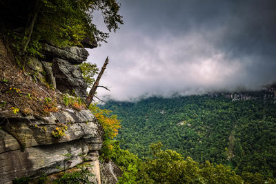 High angle shot of lush foliage against clouds