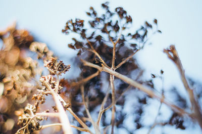 Close-up of dried plant on snow covered land