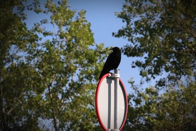 Low angle view of bird perching on information sign against trees