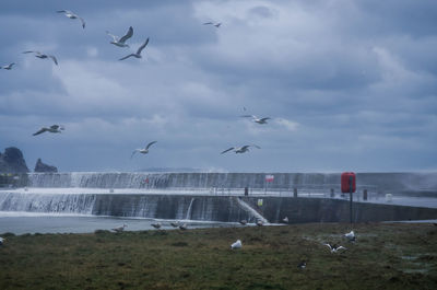 Birds flying over water against sky