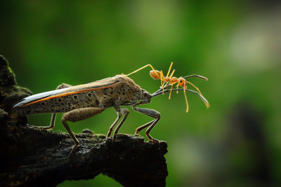 Close-up of bug hunting ant