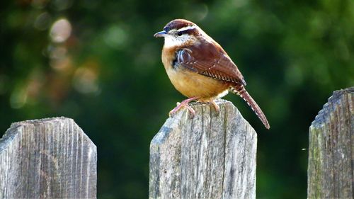 Close up selective focus of a carolina wren on a weathered fence board in spring
