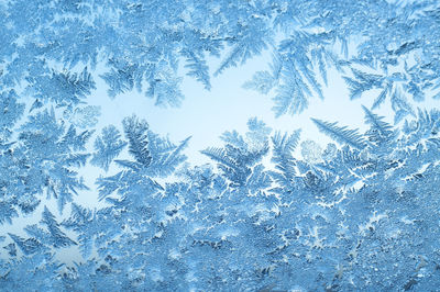 Full frame shot of pine trees during winter