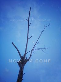 Close-up of bare tree against sky