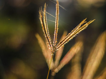 Close-up of wheat growing on field