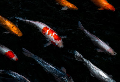 Fish swimming in sea