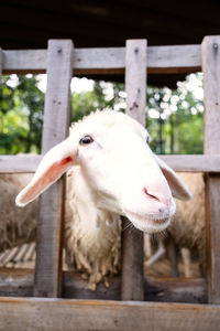 Amusing sheep portrait. domestic animals at farm.
