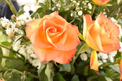 Close-up of roses blooming outdoors