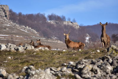 View of deer on field against sky