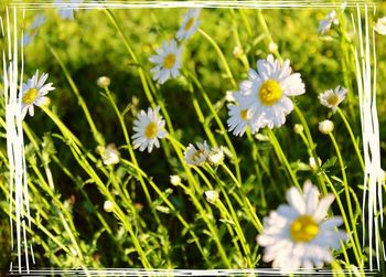 Close-up of white flowers blooming in field