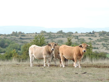 Horses standing in a field