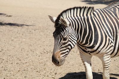 Zebra on field