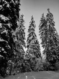 Trees against clear sky during winter