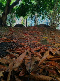 Autumn leaves on tree trunk in forest