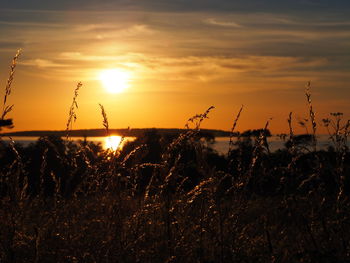 Silhouette plants on field against sky during sunset