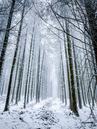 Snow covered trees in forest