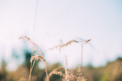 Close-up of wilted plant on field against sky