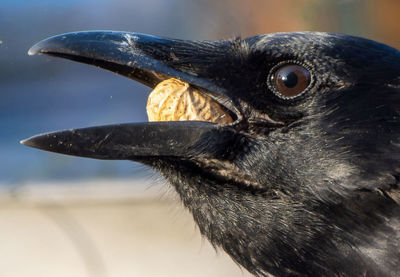 Close-up of bird