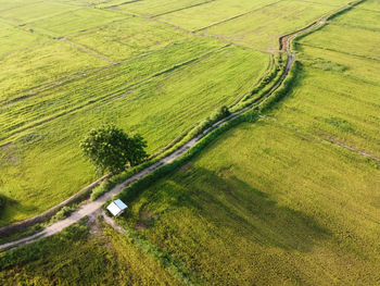 High angle view of agricultural field