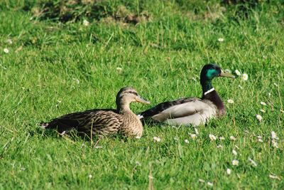 Ducks on a field