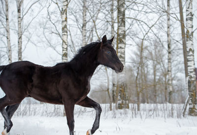 Horse standing on snow covered field