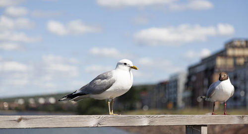 Two gulls are sitting on board in jönköping