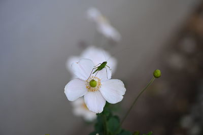 Flower with grasshopper