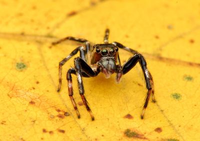 Close-up of spider