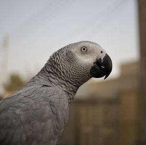 Close-up of a bird looking away