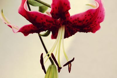 Close-up of red rose against white background