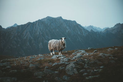 View of sheep on landscape against mountains