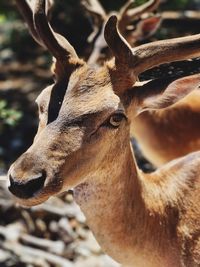 Close-up of deer