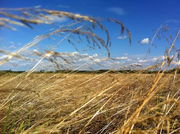 Close-up of wheat field against blue sky