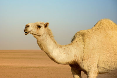 Arabian camel with humped back and big lipped snout shot in desert at shumaymah in kuwait