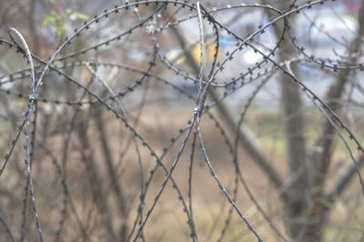 Close-up of dry leaf on fence