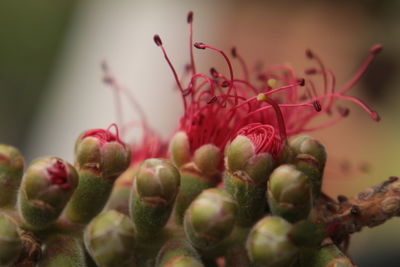 Close-up of red berries on plant