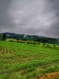 Scenic view of agricultural field against sky