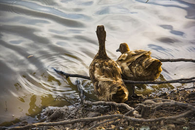 High angle view of birds swimming in lake