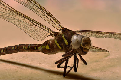 Close-up of insect